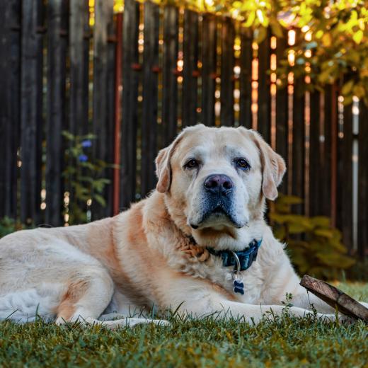 pexels-vlad-chețan-2803294