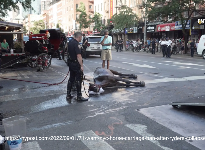 horse carriage ban main