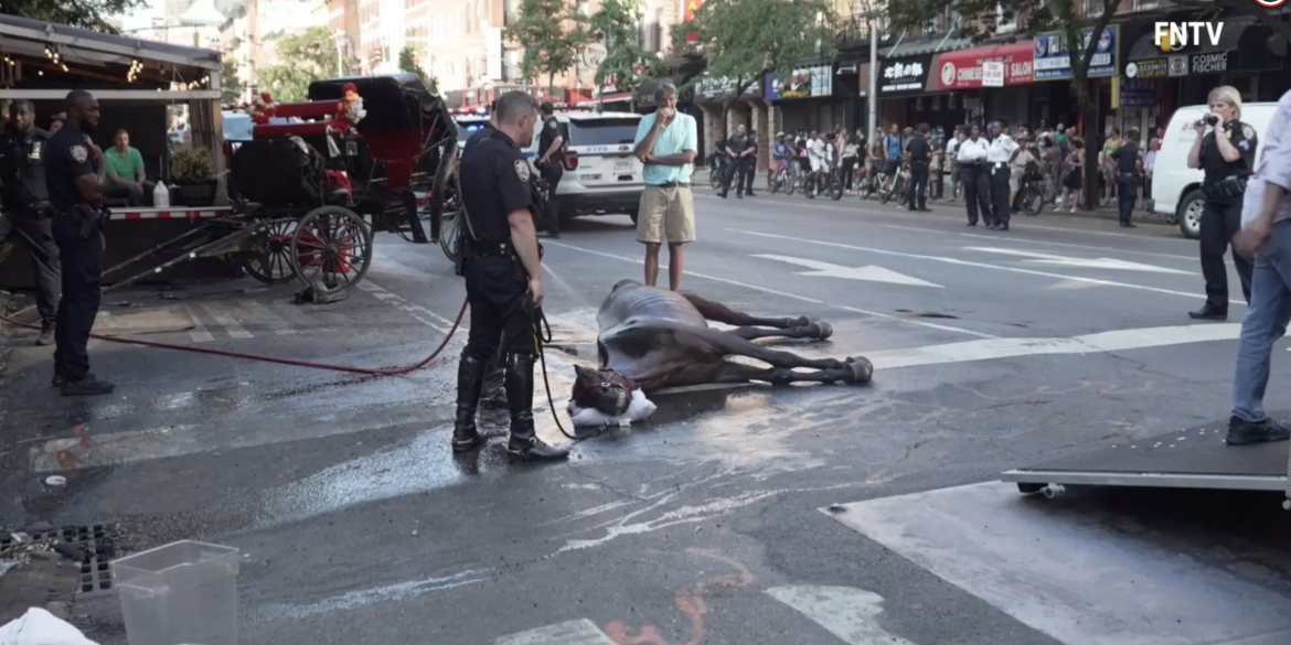 horse carriage ban main