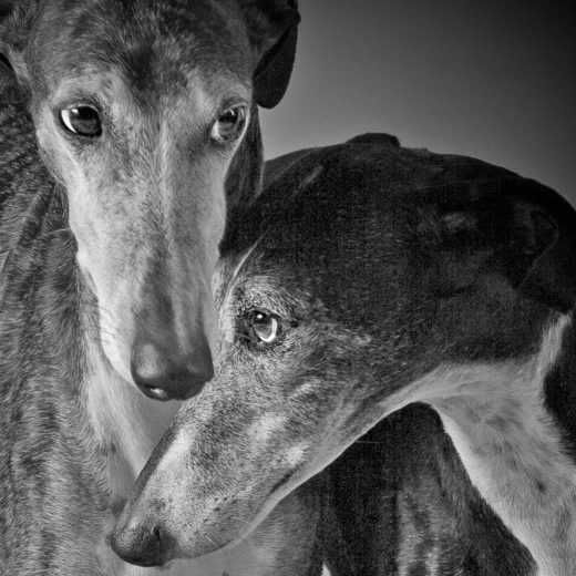 top galgos