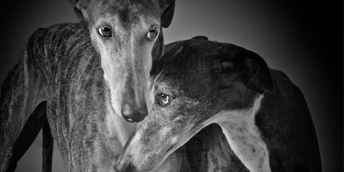 top galgos
