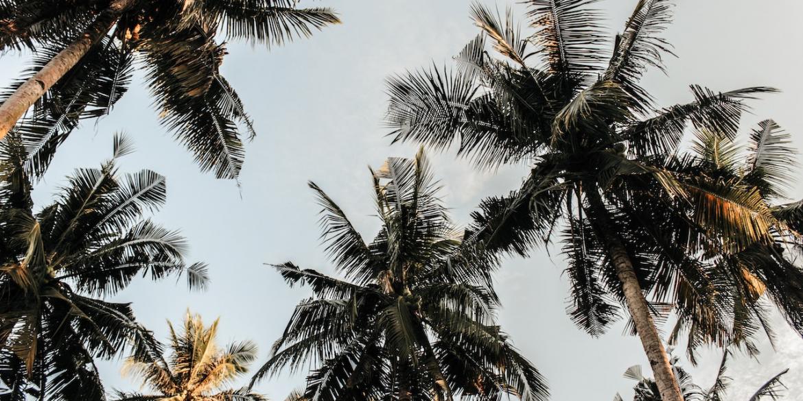 pexels-nur-andi-ravsanjani-gusma-804410