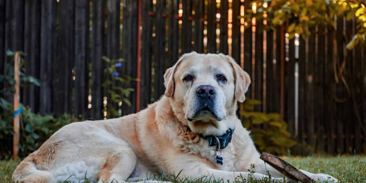 pexels-vlad-chețan-2803294