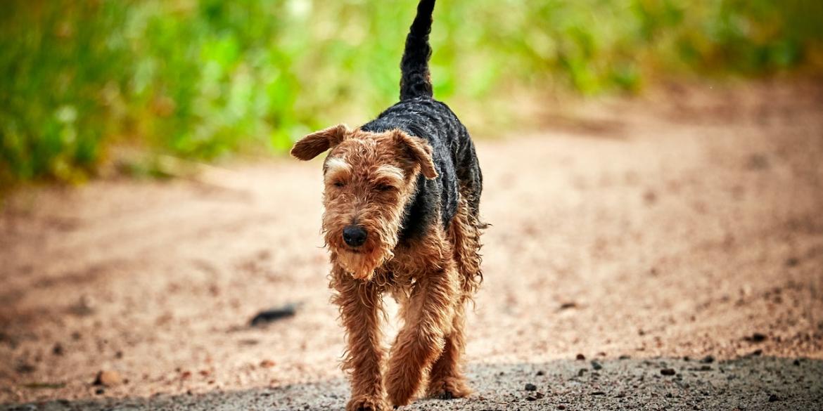 pexels-dariusz-grosa-2570192