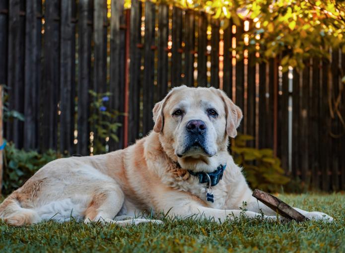 pexels-vlad-chețan-2803294