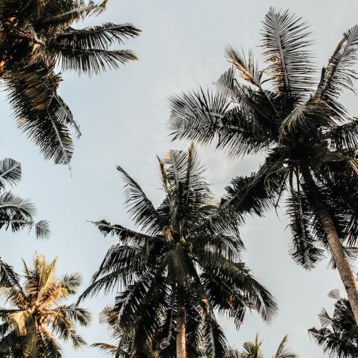 pexels-nur-andi-ravsanjani-gusma-804410