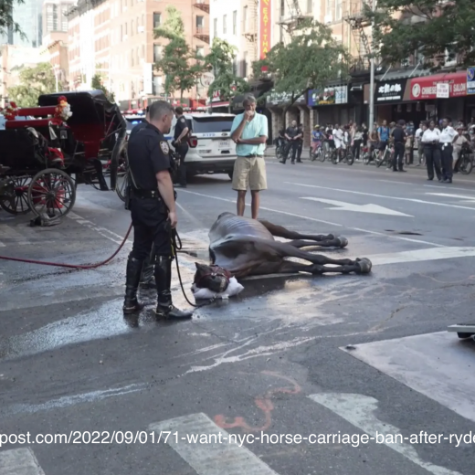 horse carriage ban main