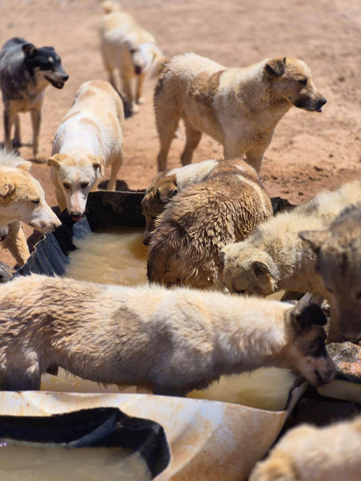 Jordan-Dogs-of-the-desert9 Jordan-Dogs-of-the-desert9