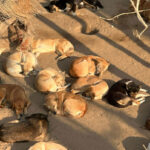 From rescue to a new life – Egypt
