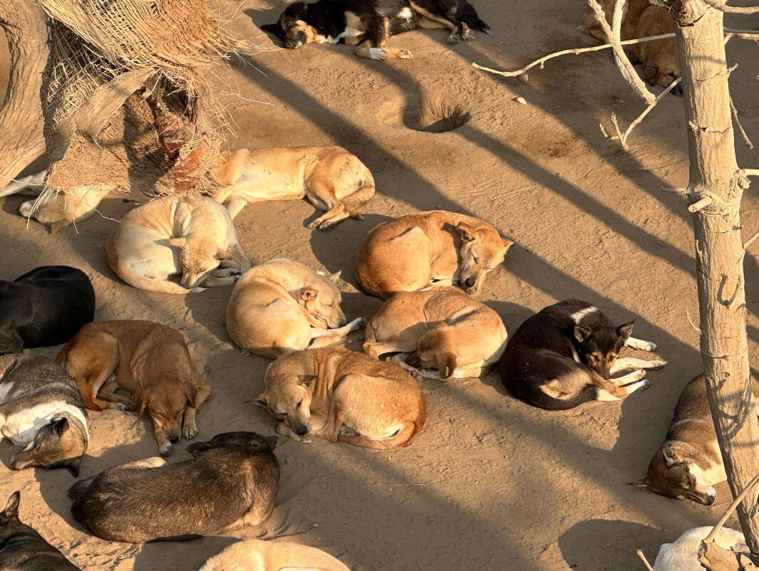 From Rescue To A New Life Egypt