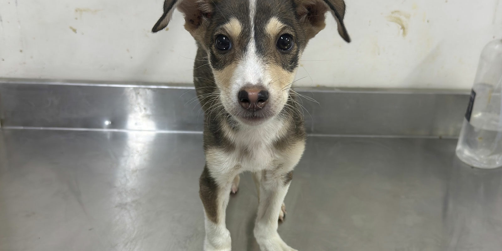 tobi2